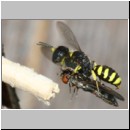 Ectemnius cavifrons oder ruficornis - Grabwespe w09b 11mm beim Nesteintrag - Platycheirus albimanus - Schwebfliege .jpg